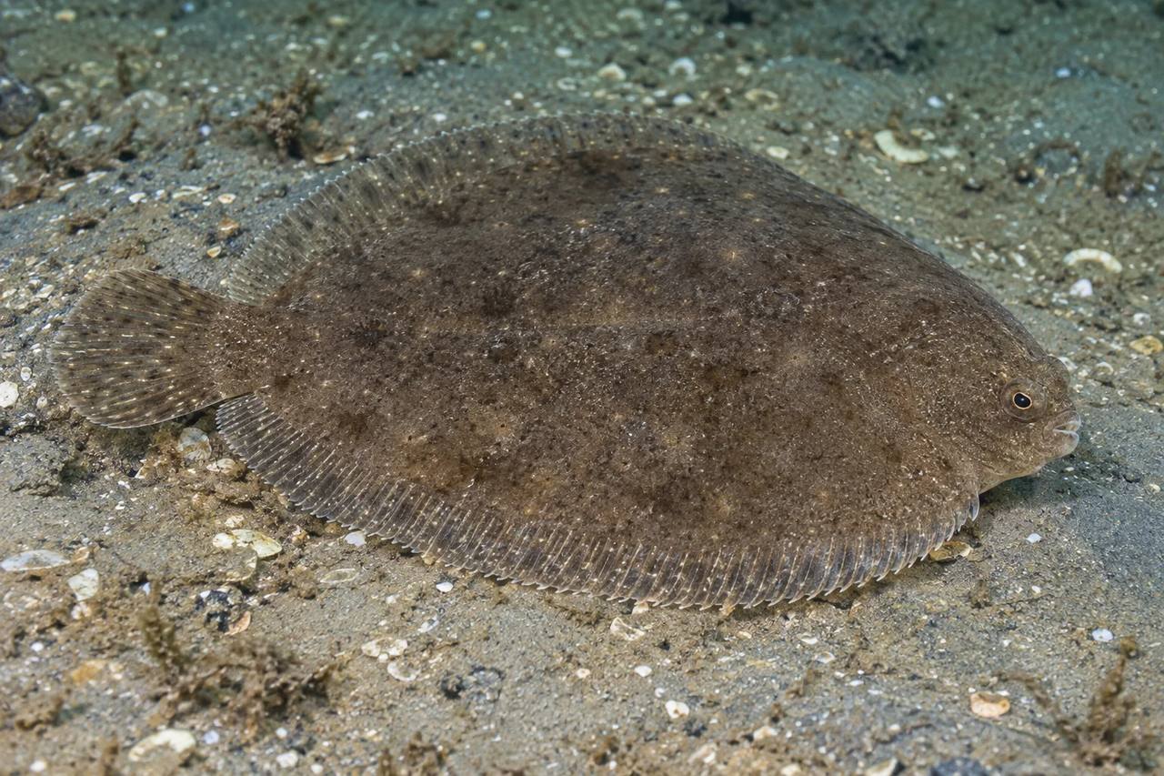 Naked Sole