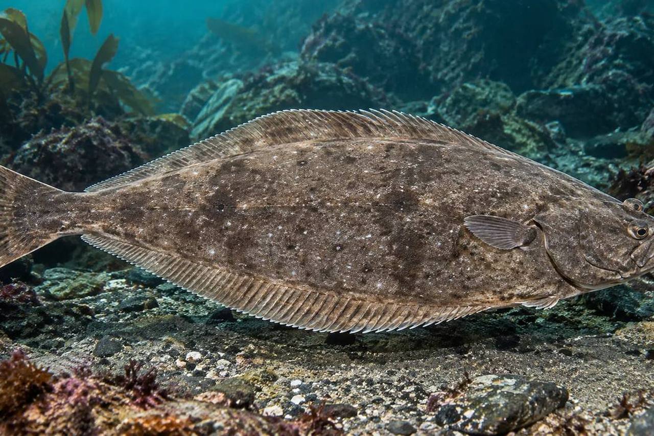 Arrowtooth Flounder