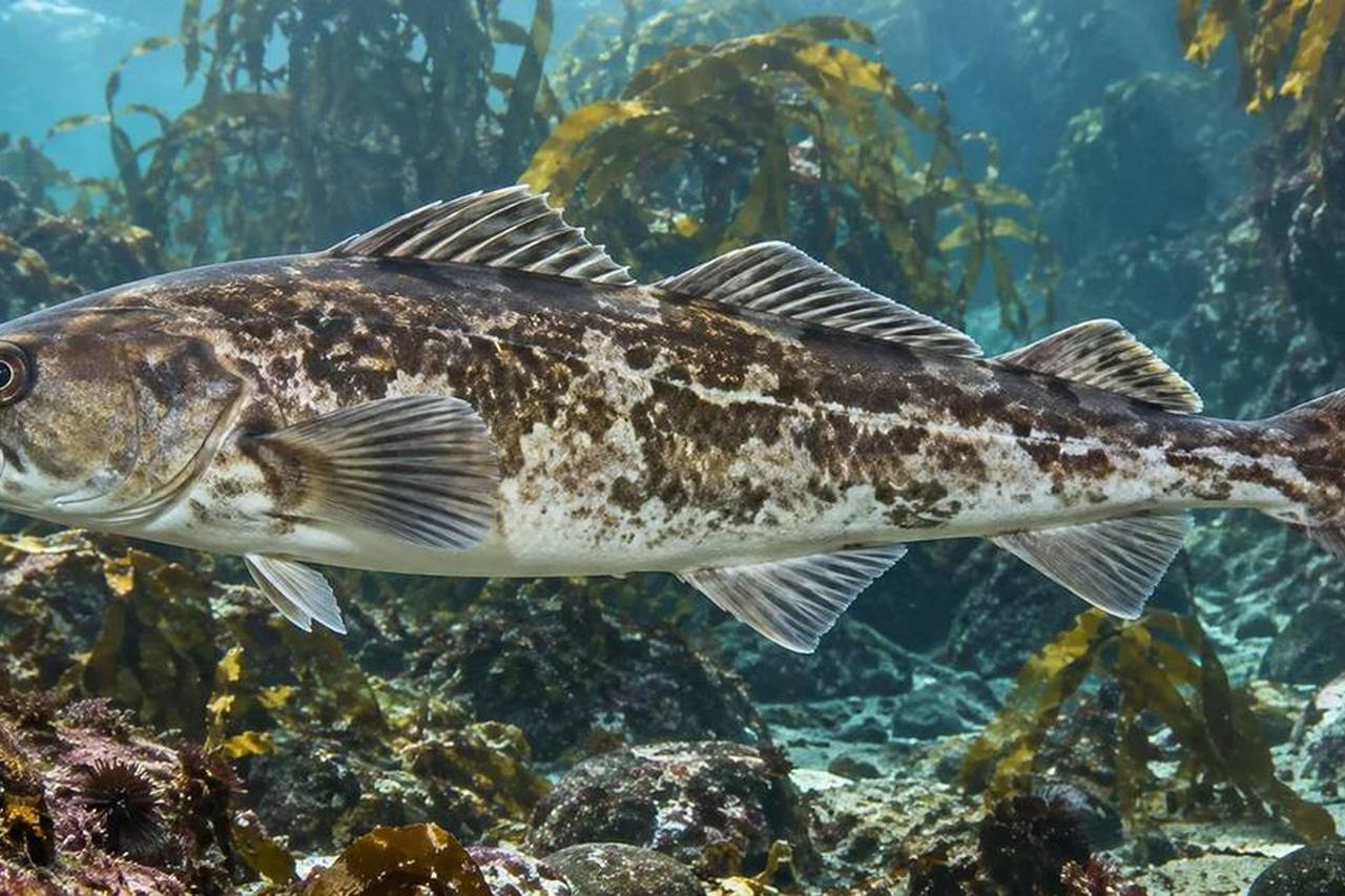 Atka Mackerel