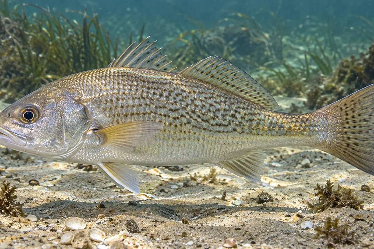 Atlantic Croaker