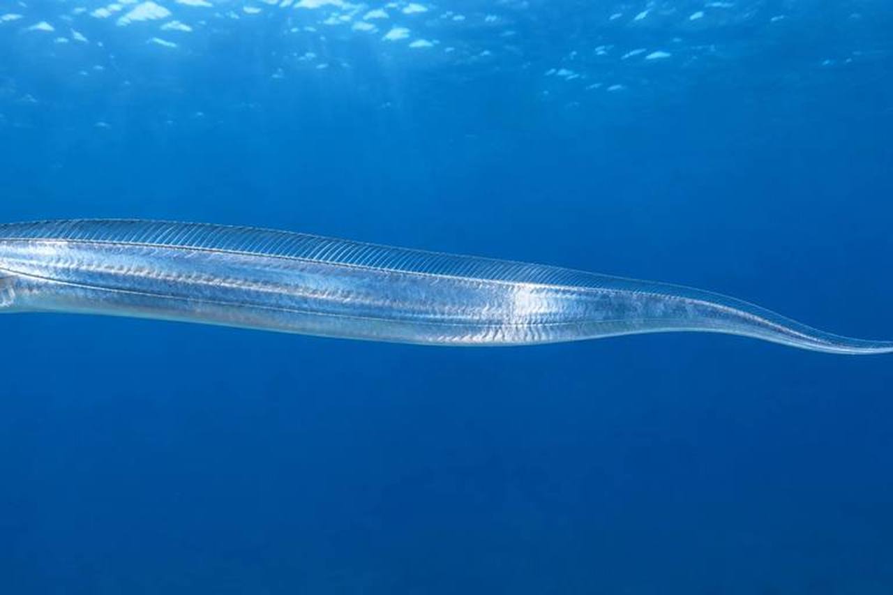 Atlantic Cutlassfish