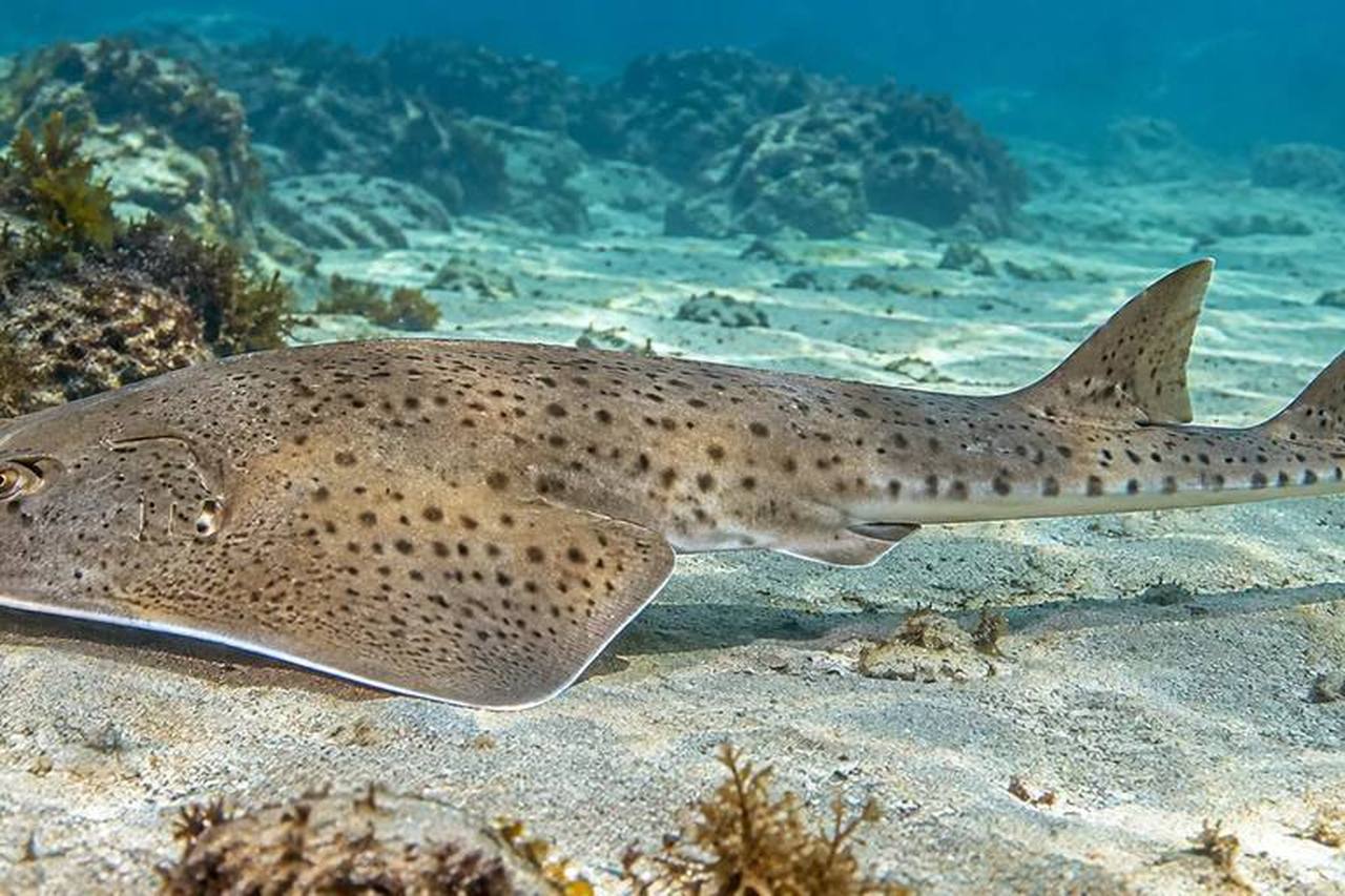 Atlantic Guitarfish