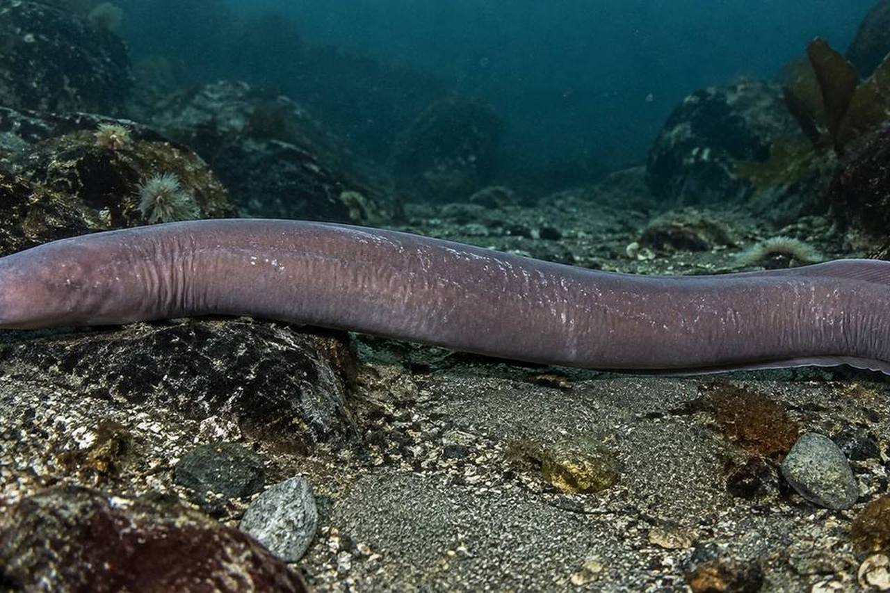 Atlantic Hagfish