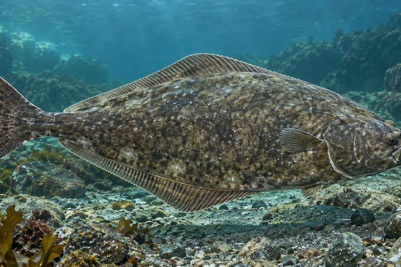 Atlantic Halibut