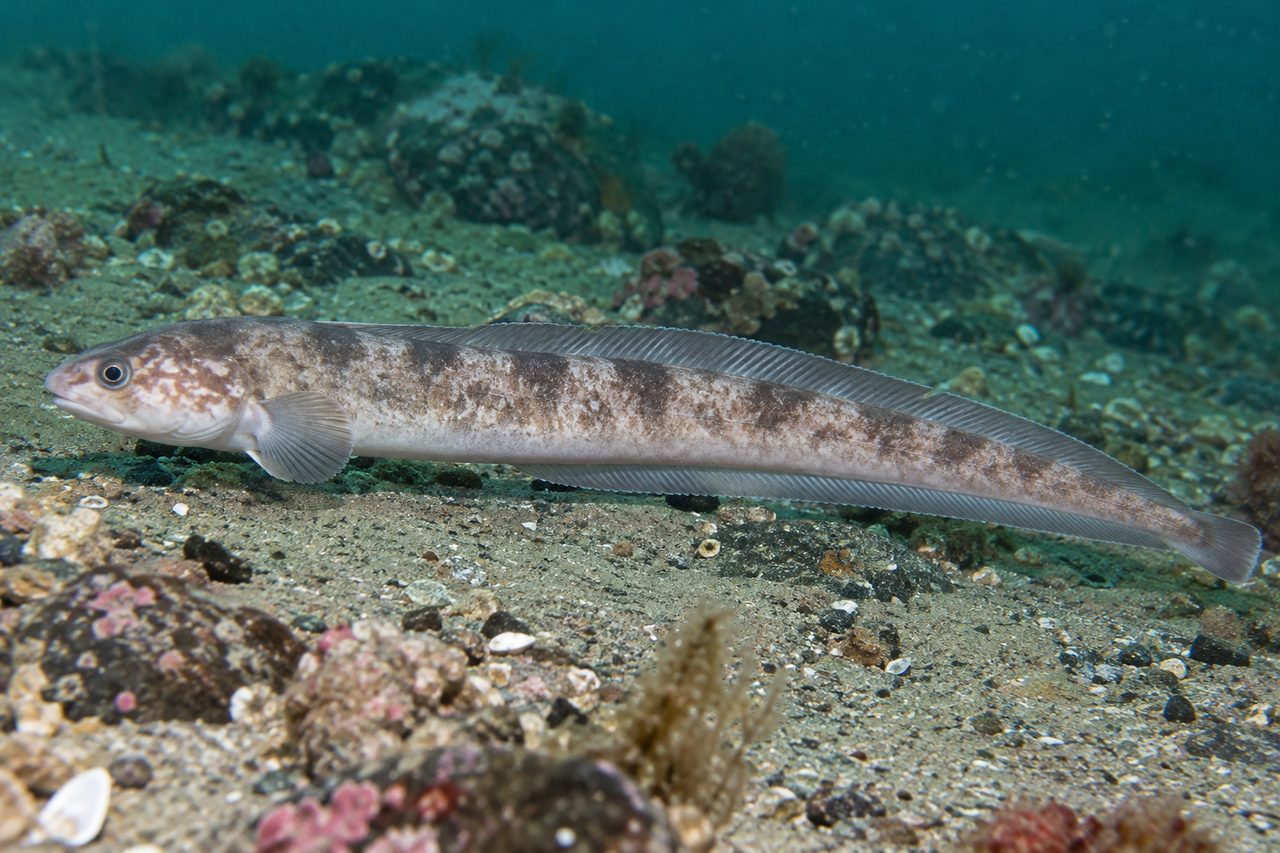 Saddled Eelpout