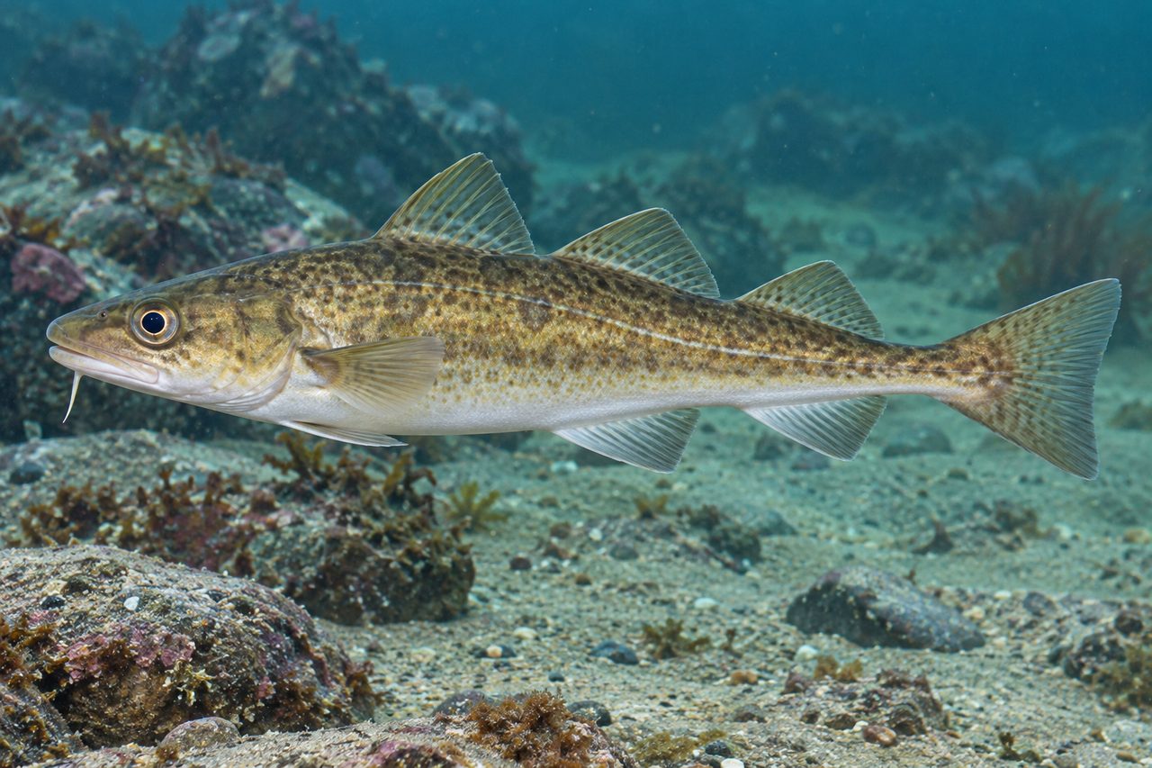 Saffron Cod