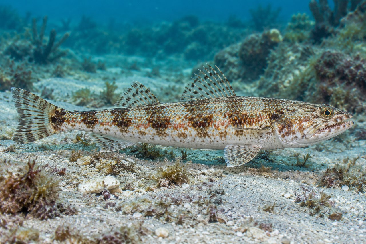 Sand Diver