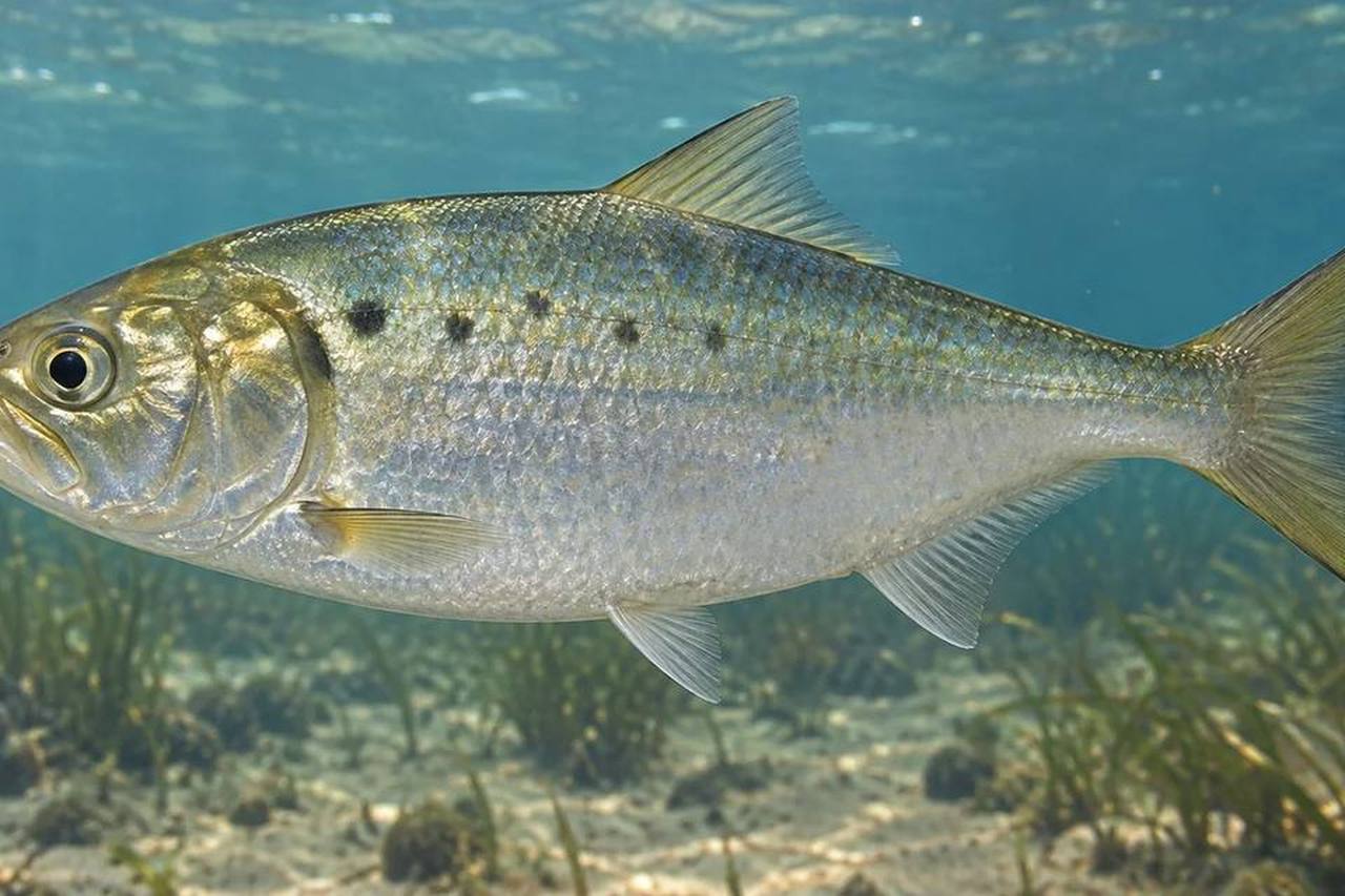 Atlantic Menhaden