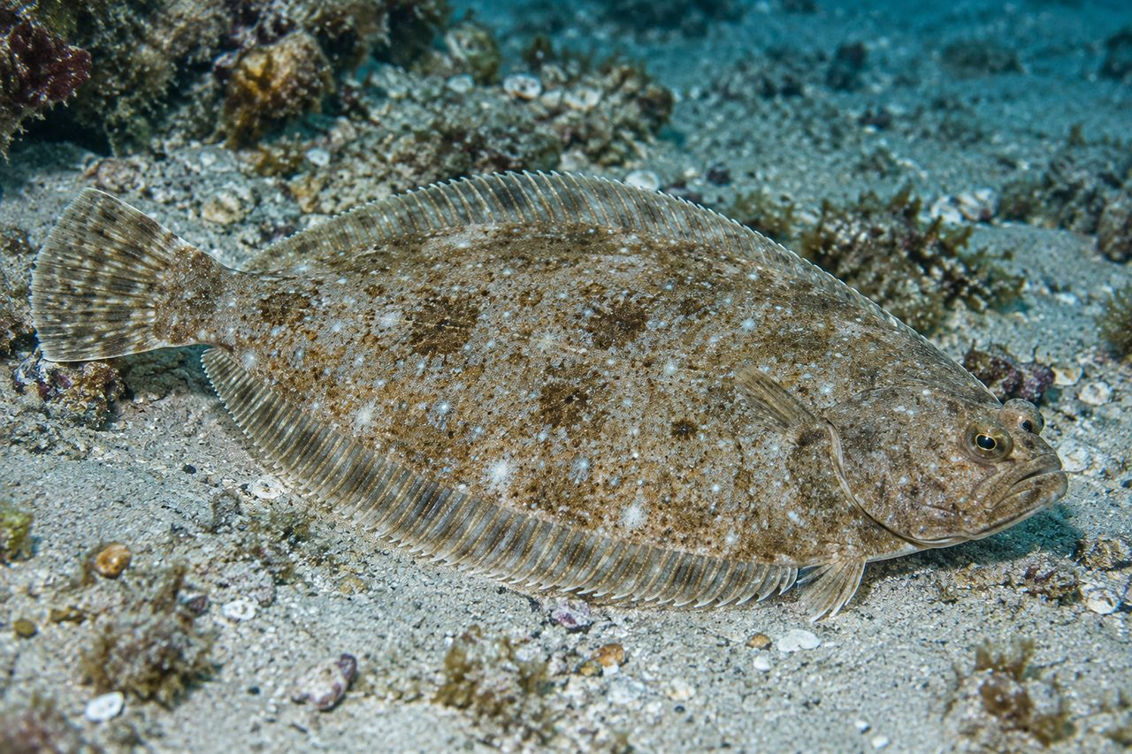 Sash Flounder