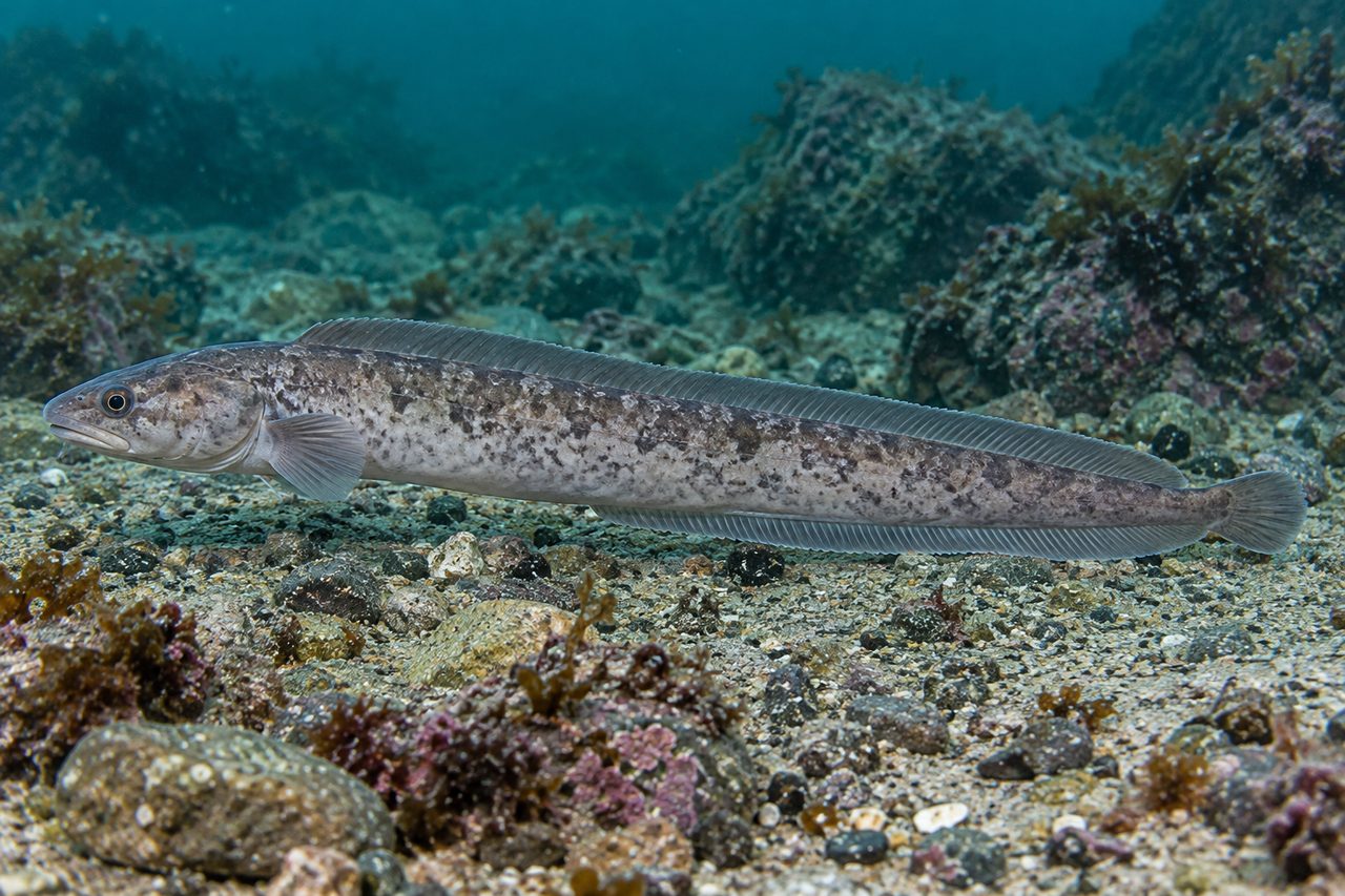 Shortfin Eelpout