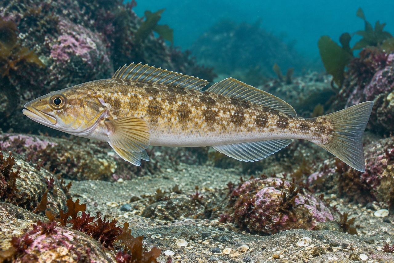 Shortspine Combfish