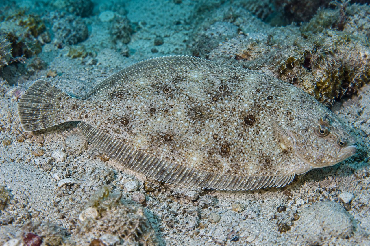 Shrimp Flounder