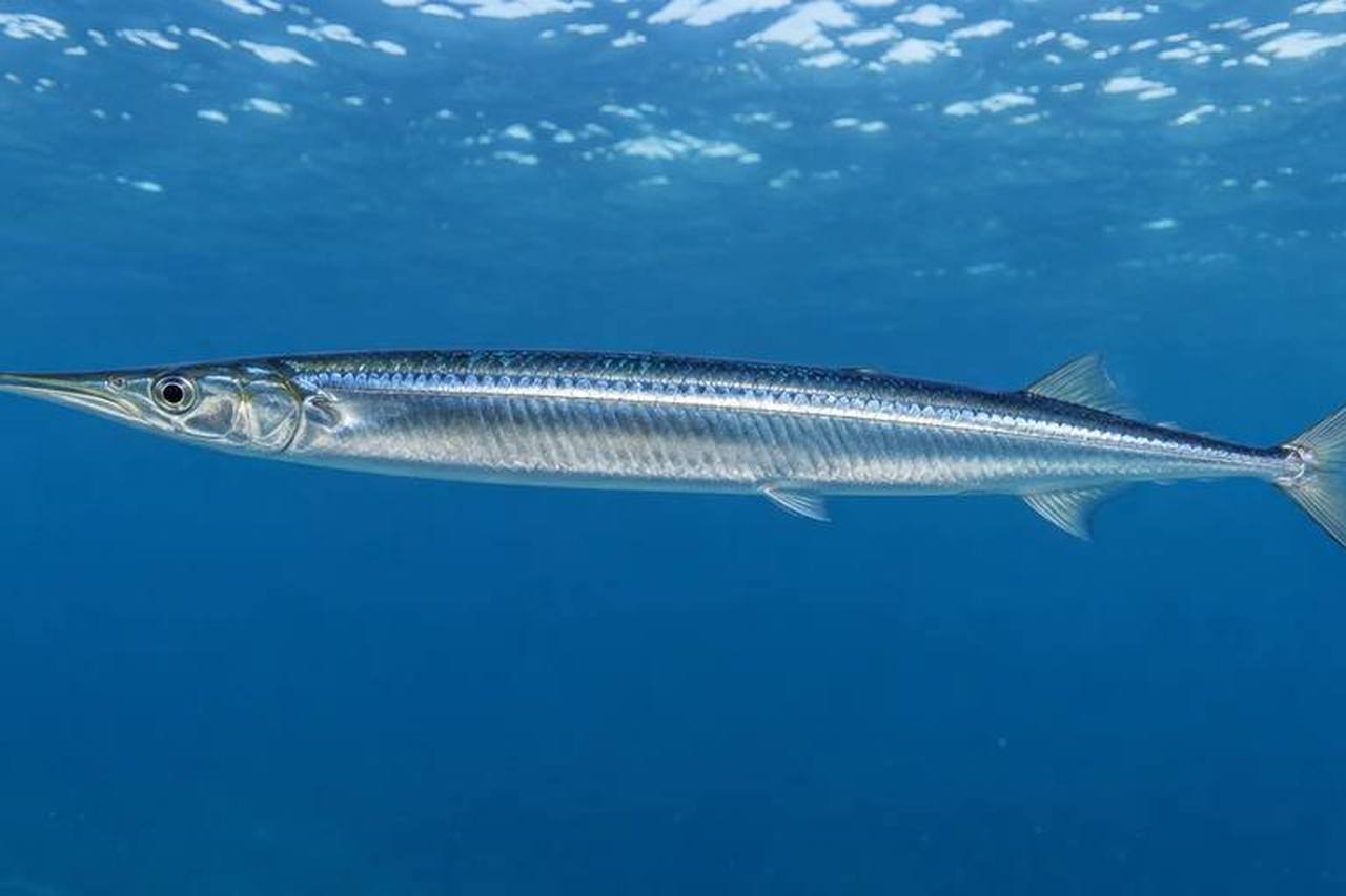Atlantic Saury
