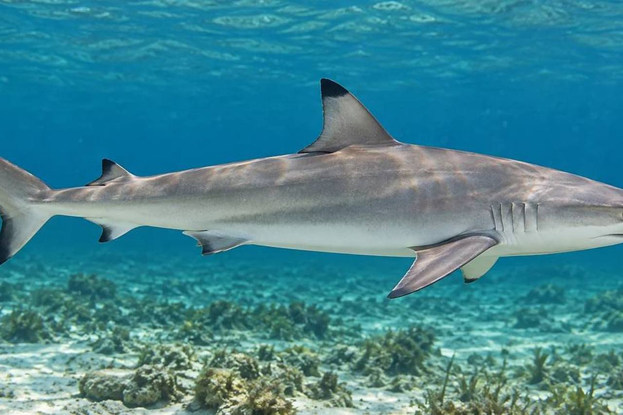 Atlantic Sharpnose Shark