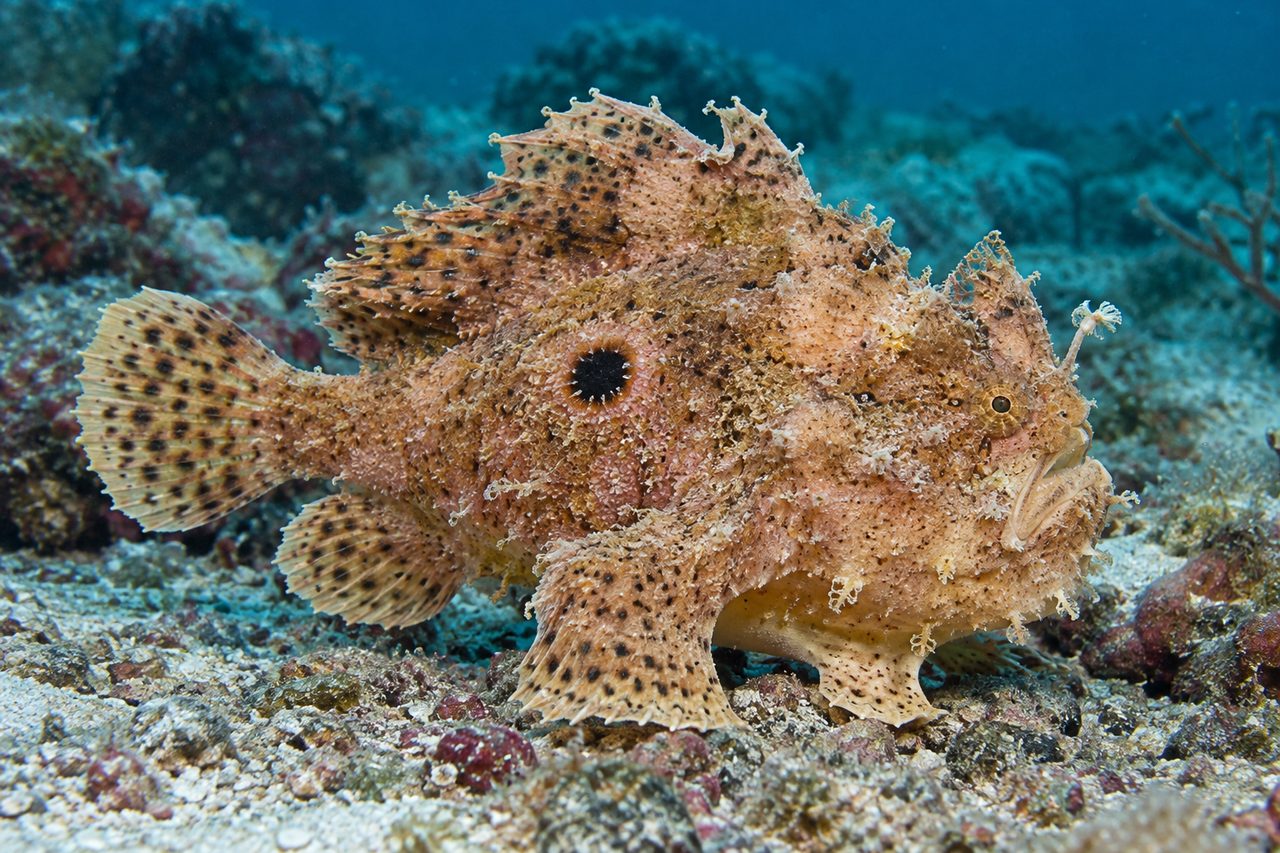 Singlespot Frogfish