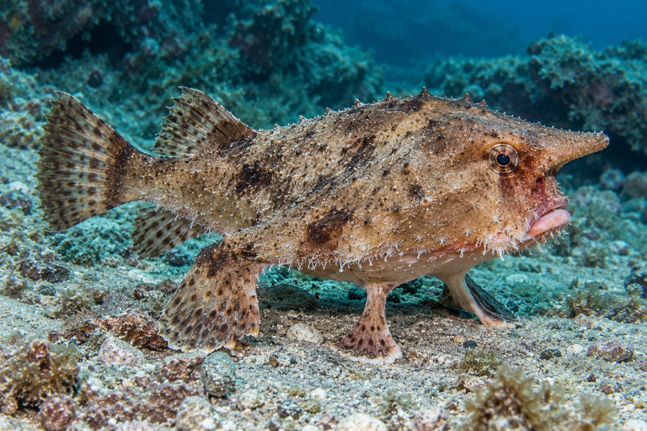 Slantbrow Batfish