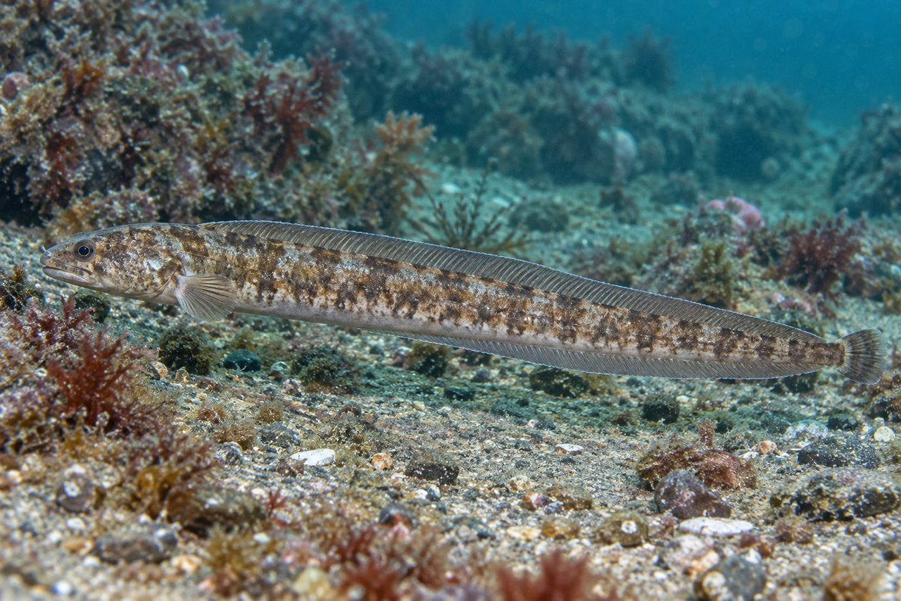 Slender Eelblenny