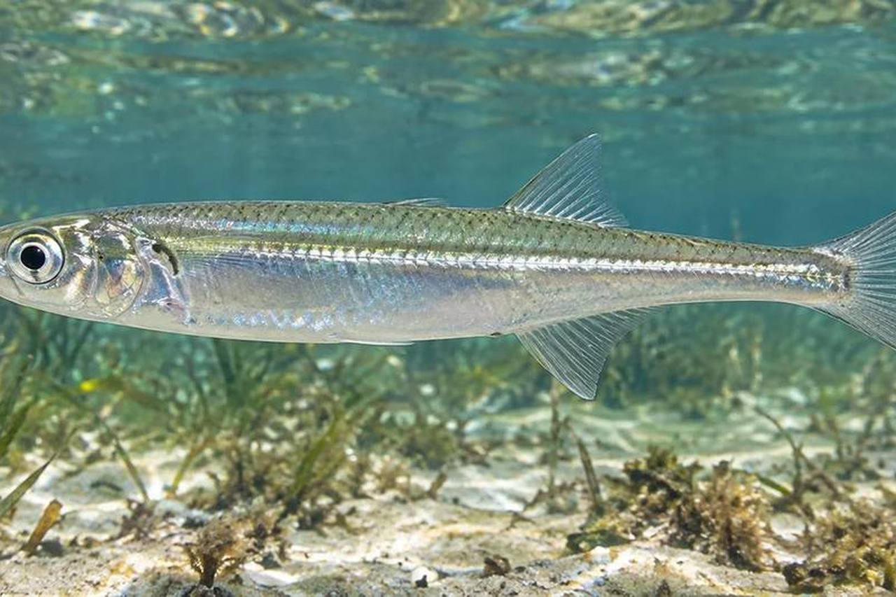 Atlantic Silverside