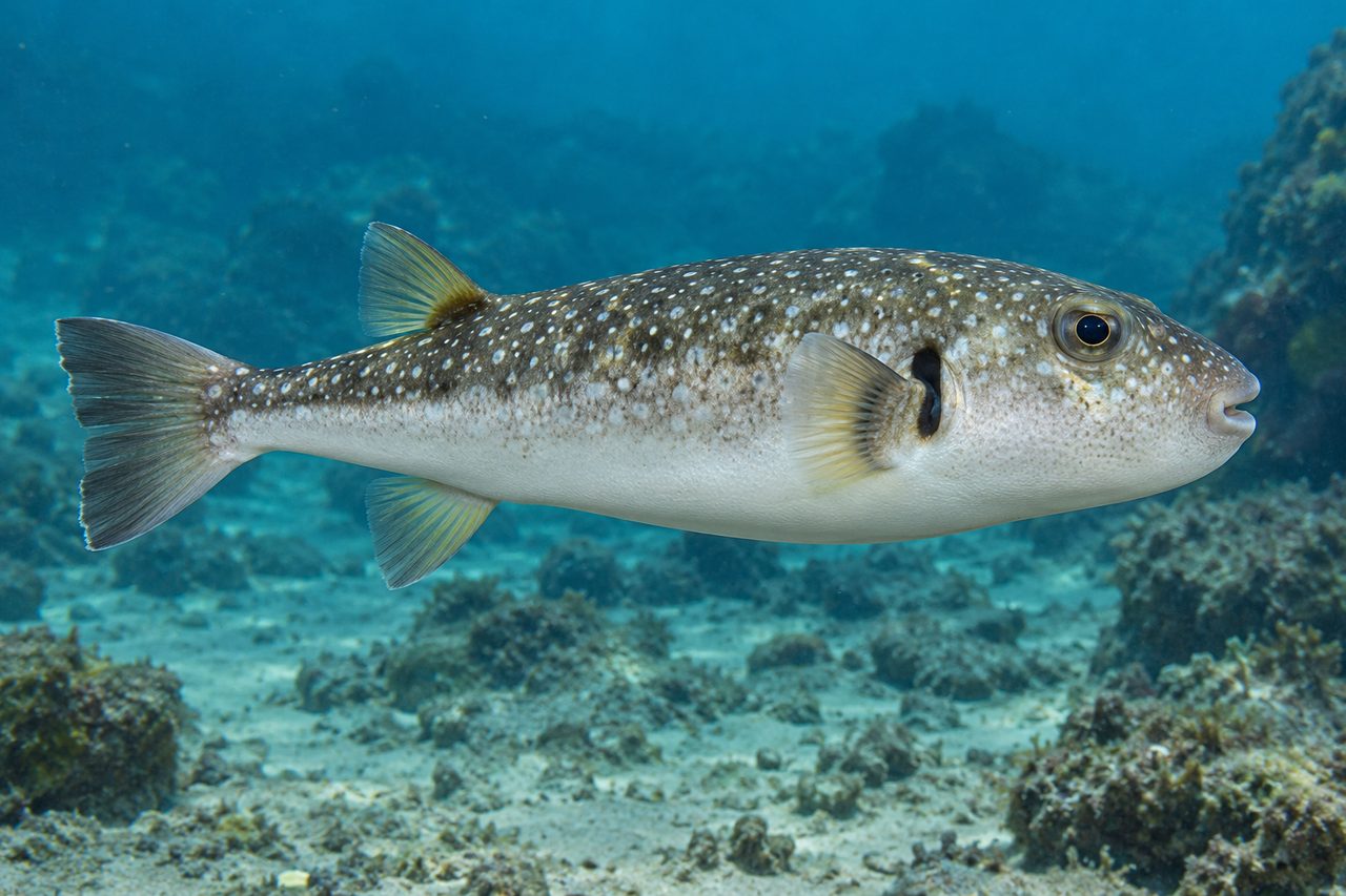 Smooth Puffer
