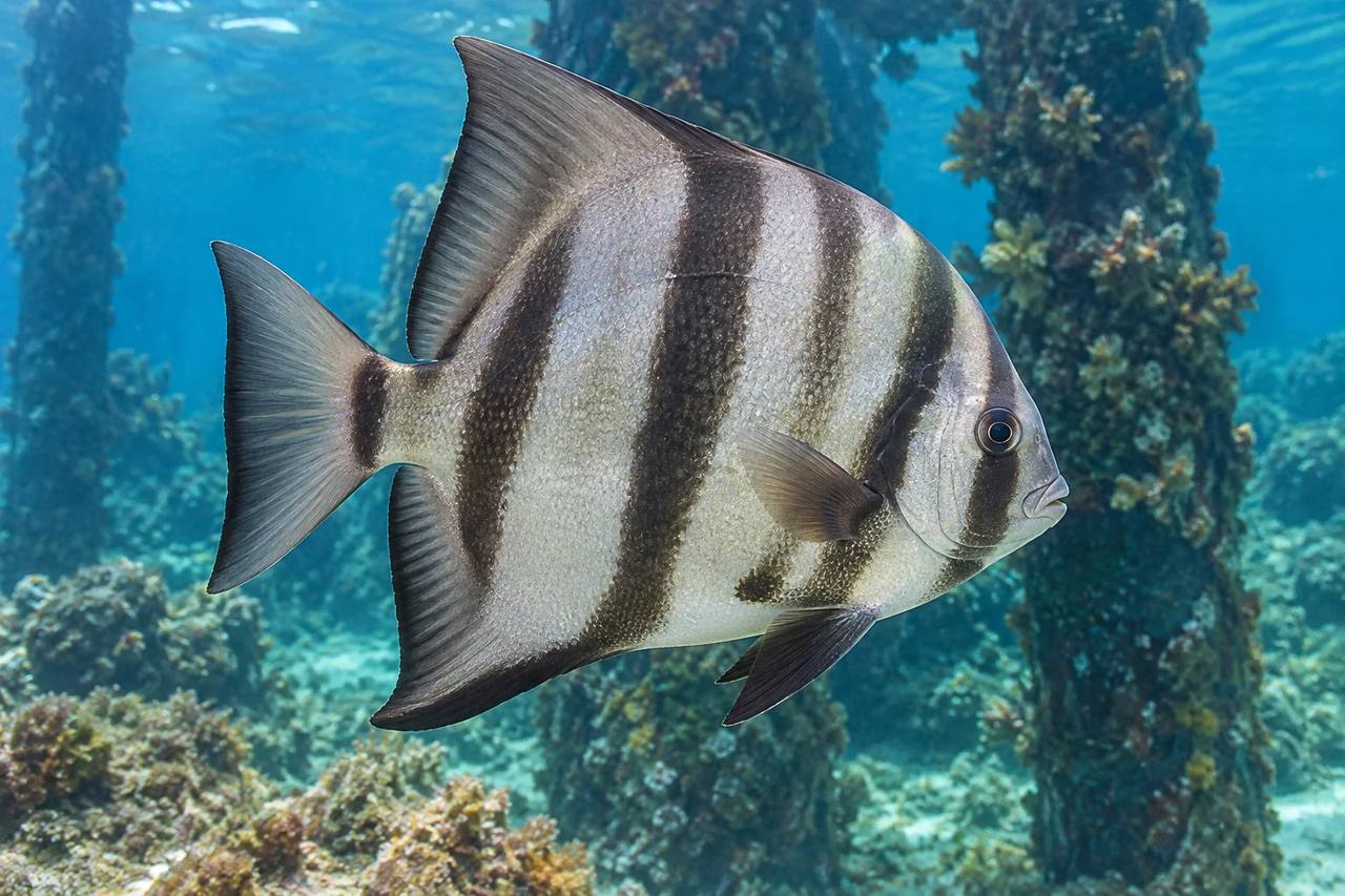 Atlantic Spadefish