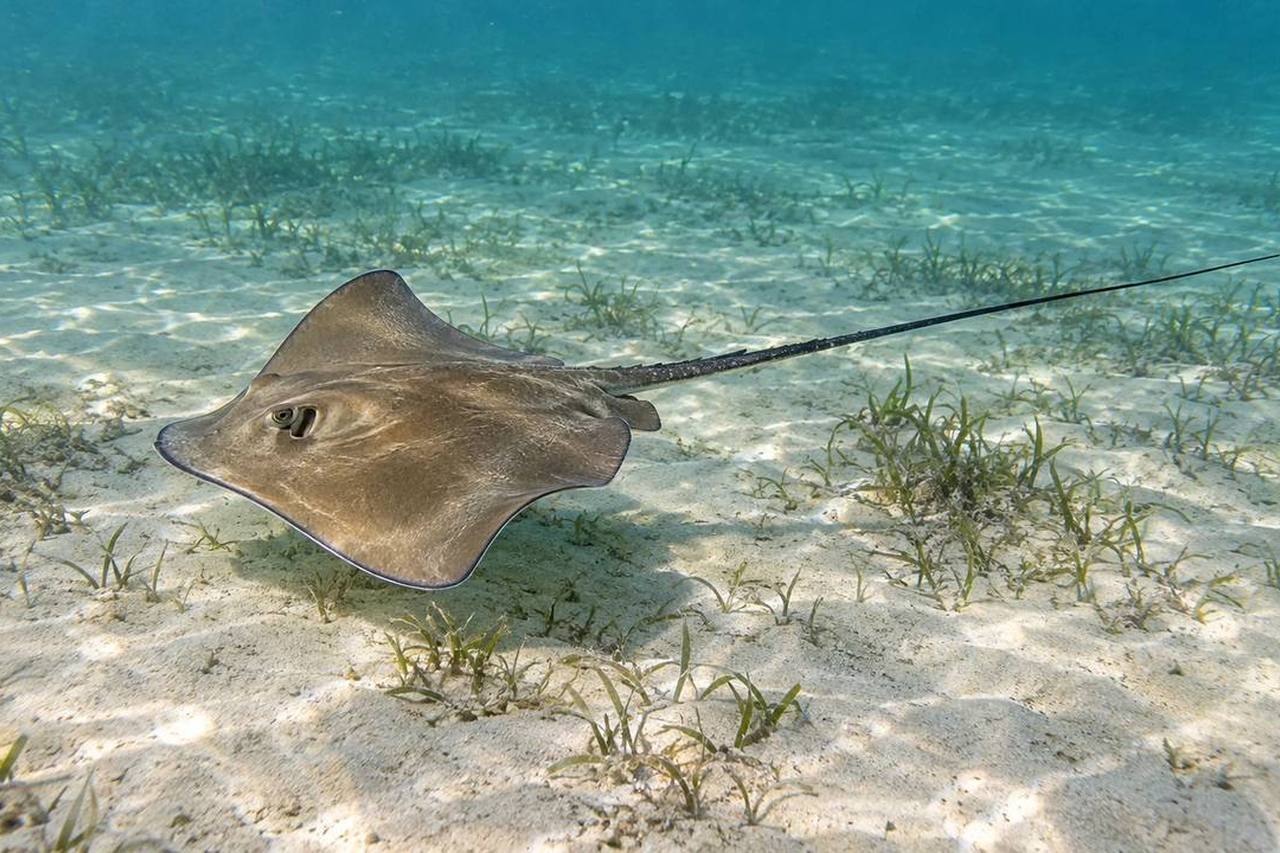 Atlantic Stingray