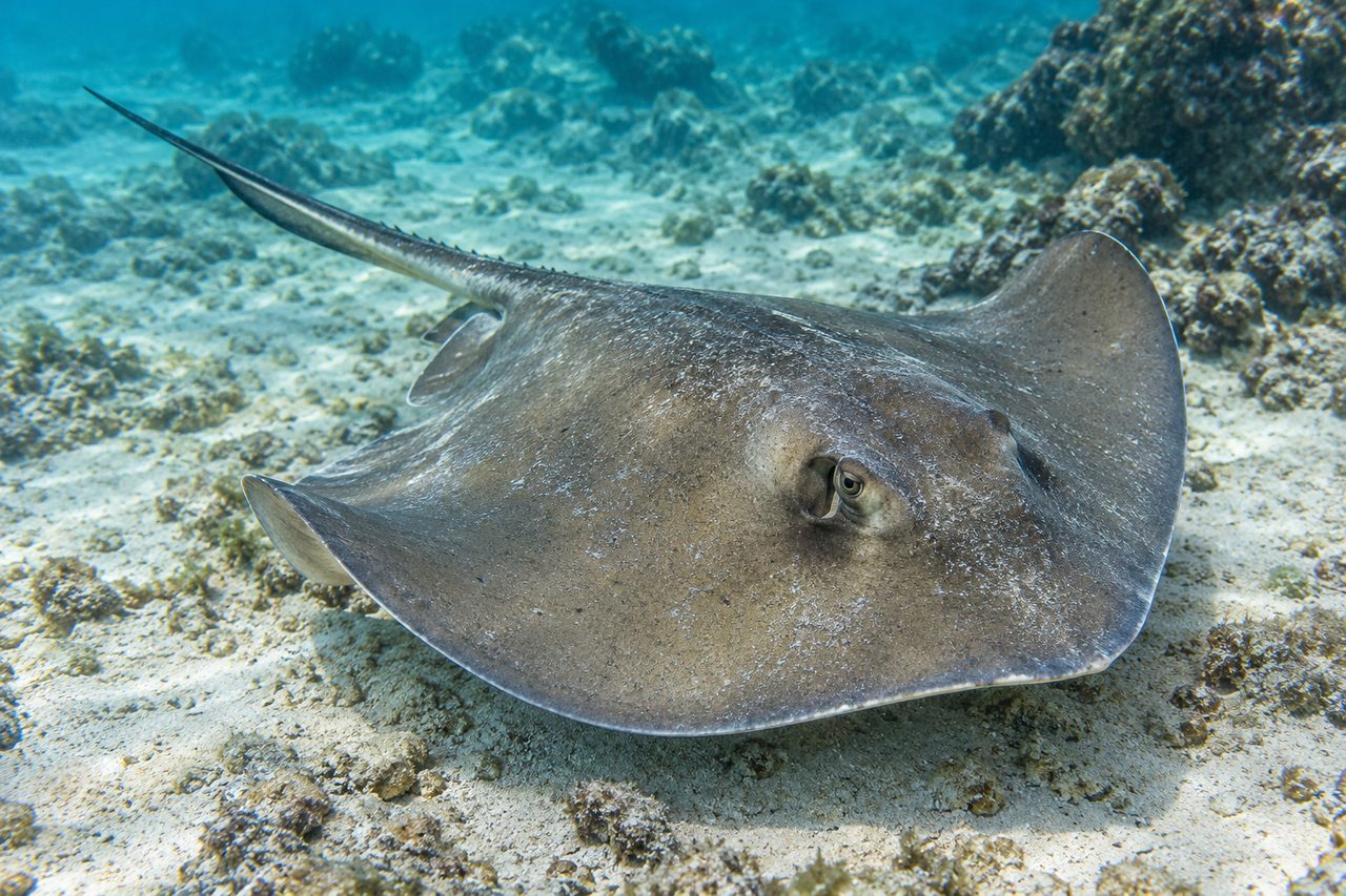 Southern Stingray