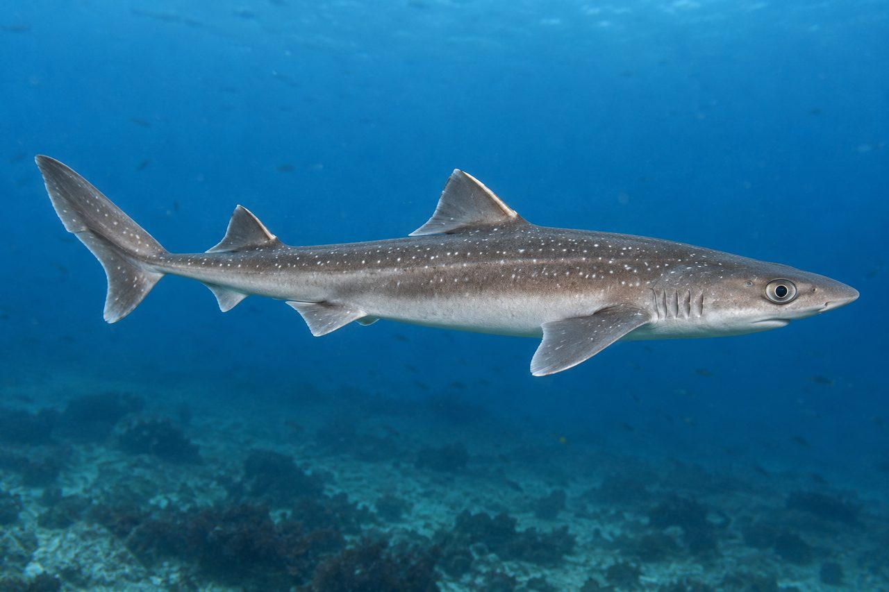 Spiny Dogfish