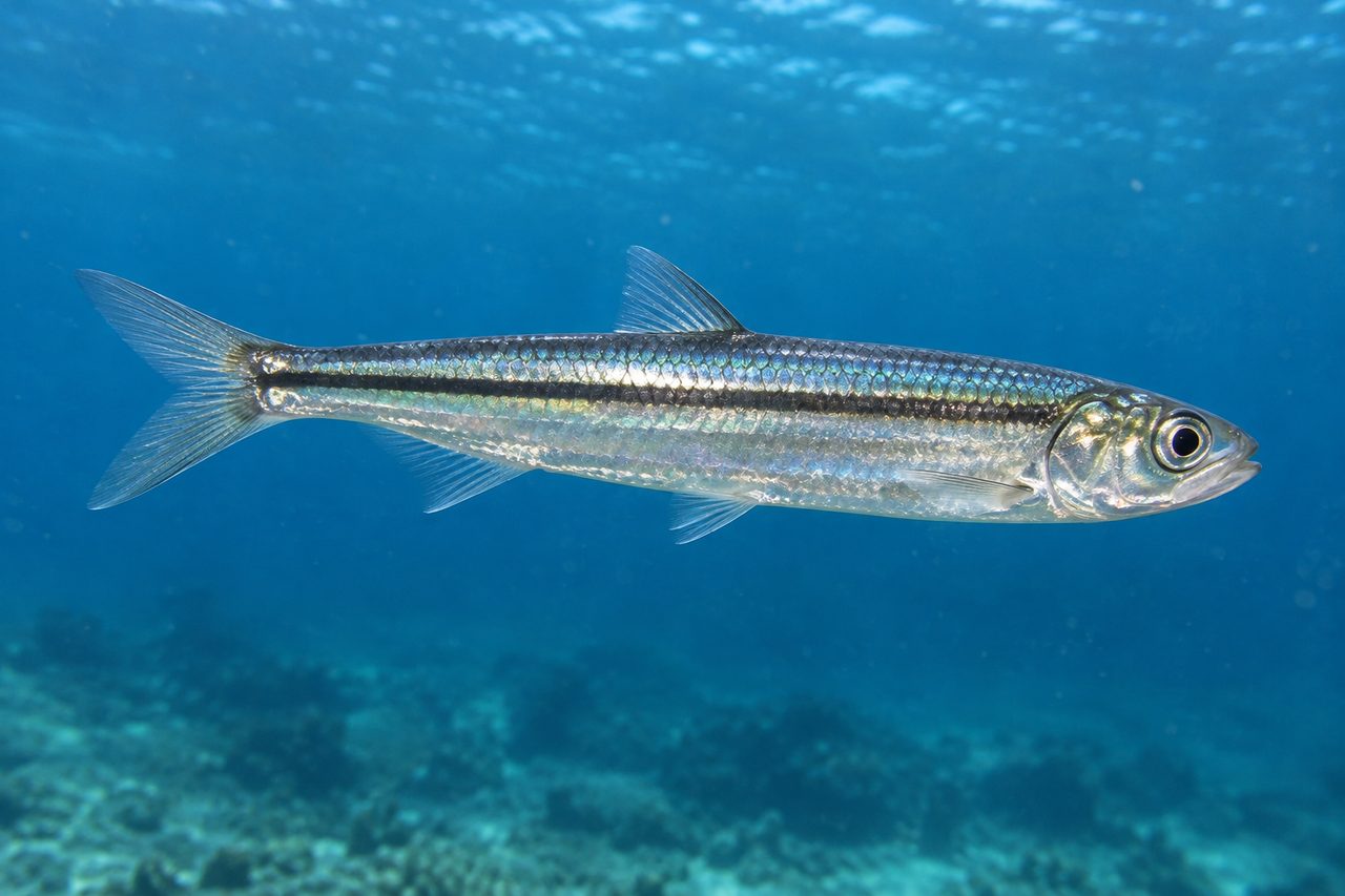 Striped Anchovy