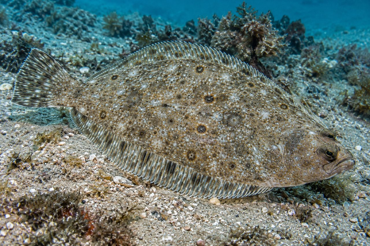 Three-Eye Flounder