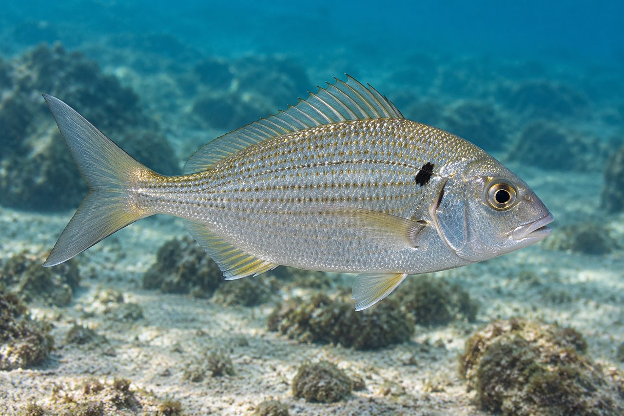 Tidewater Mojarra