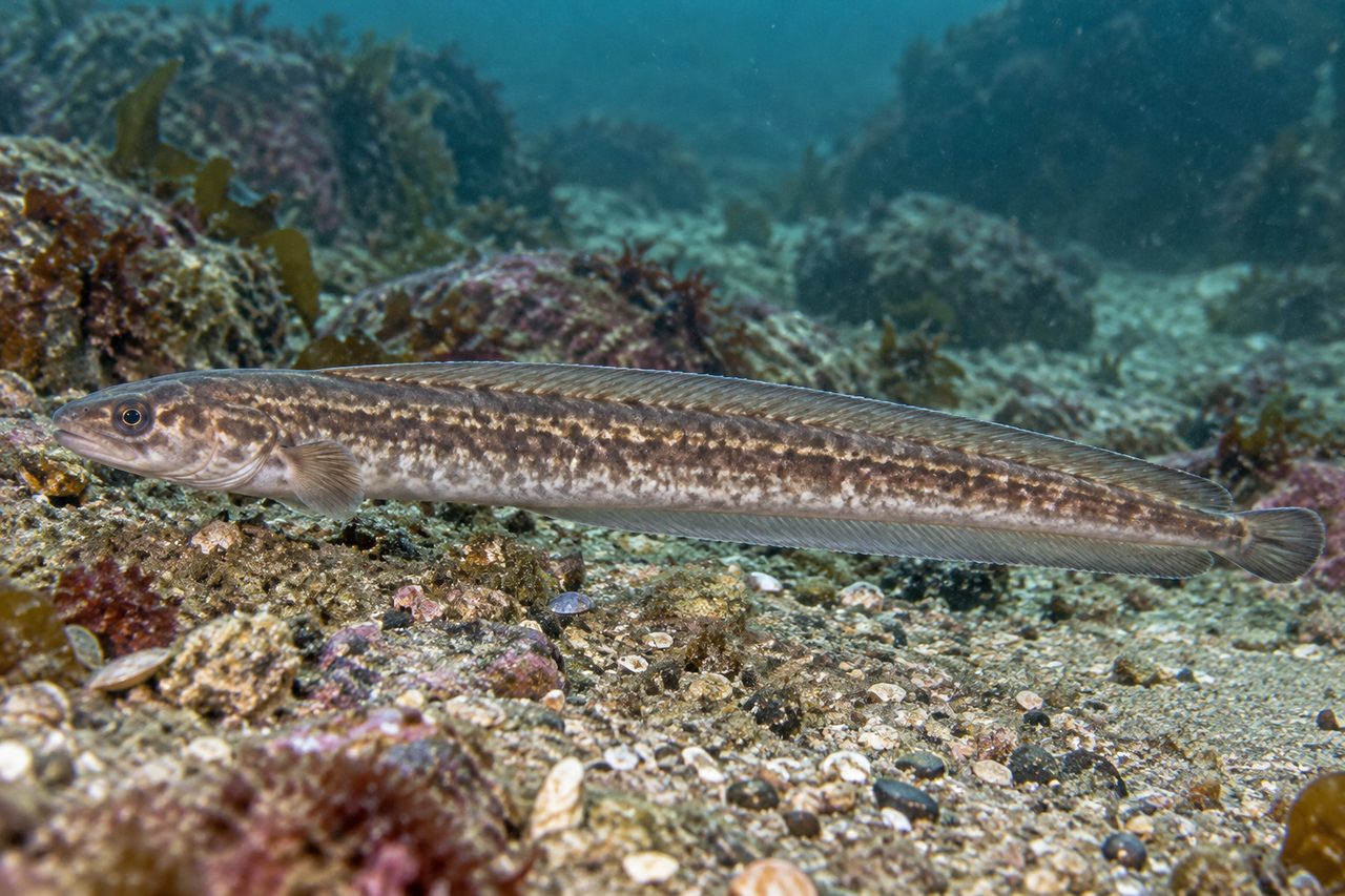 Twoline Eelpout