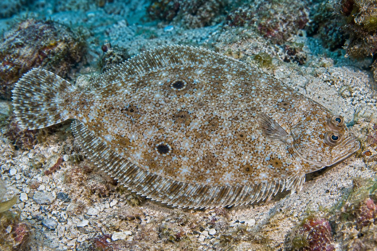 Twospot Flounder