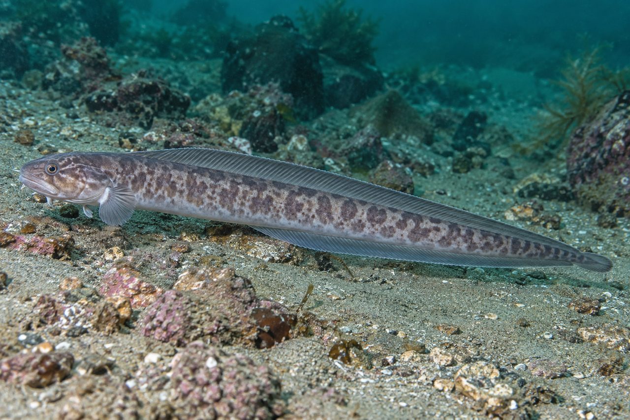 Wattled Eelpout