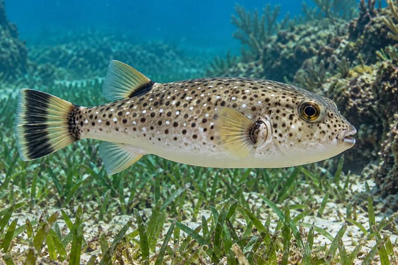 Bandtail Puffer