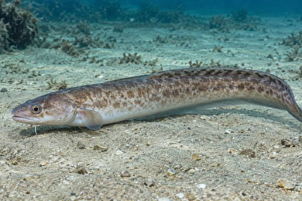 Bank Cusk-Eel