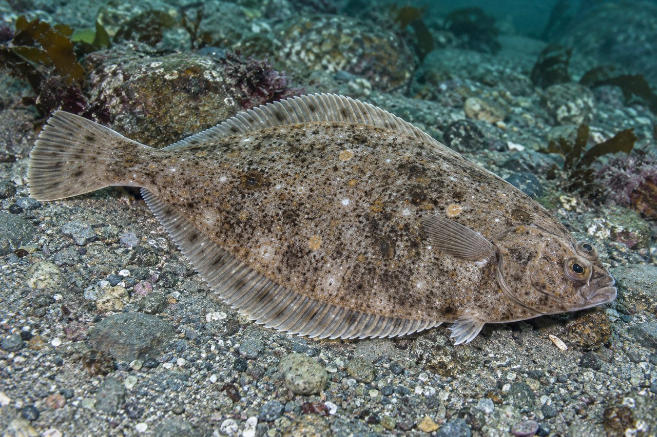 Yellowfin Sole