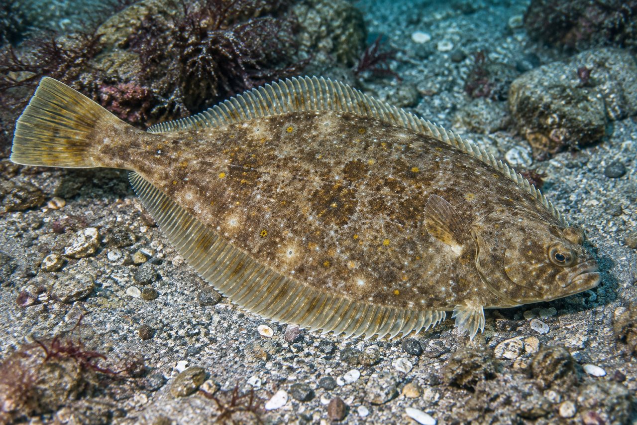 Yellowtail Flounder