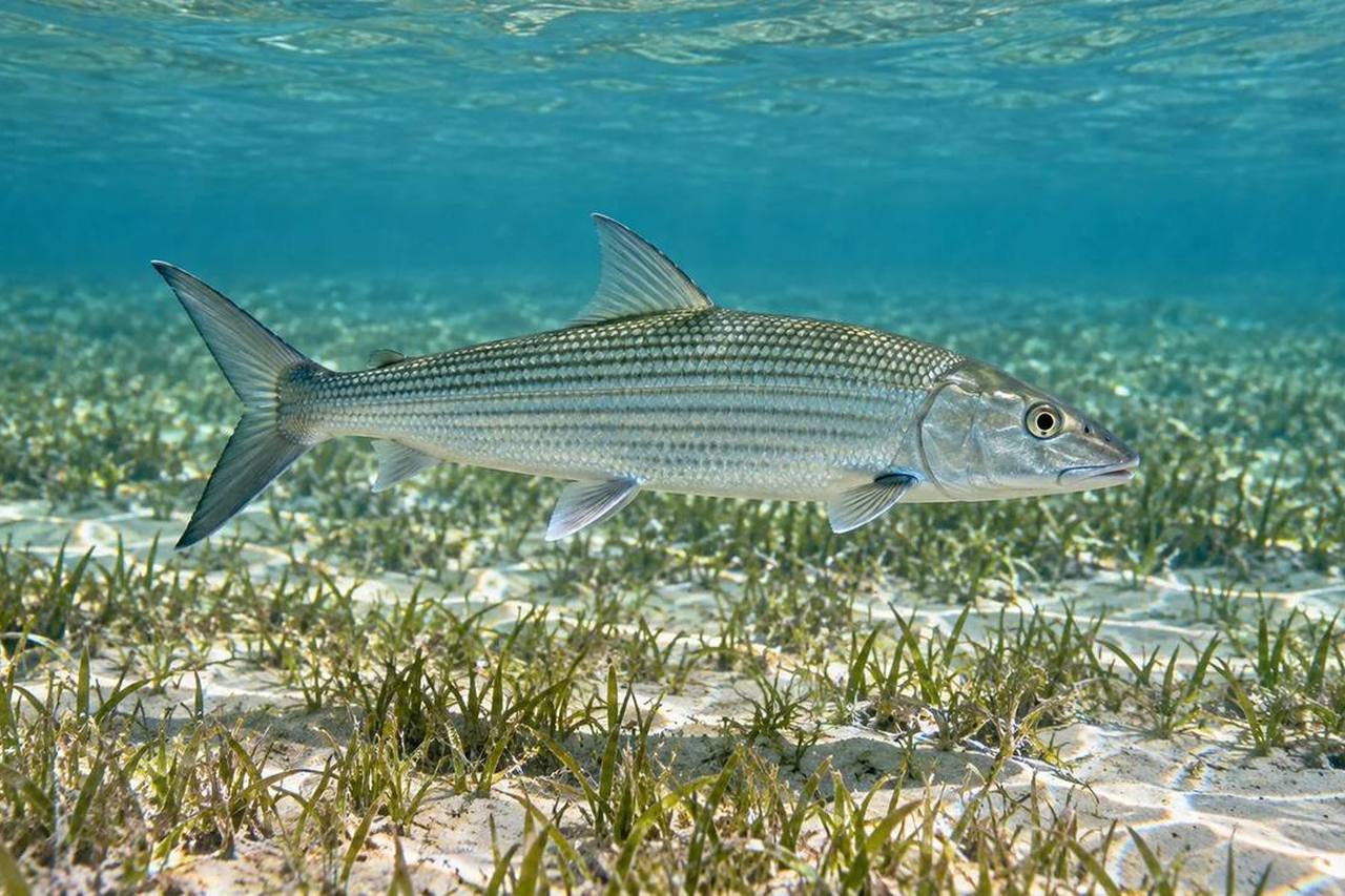 Bonefish