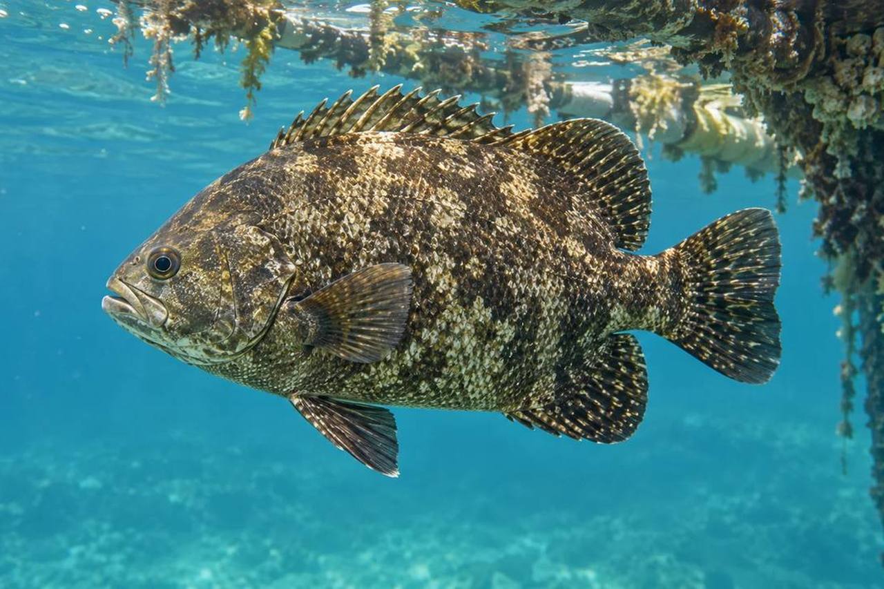 Atlantic Tripletail