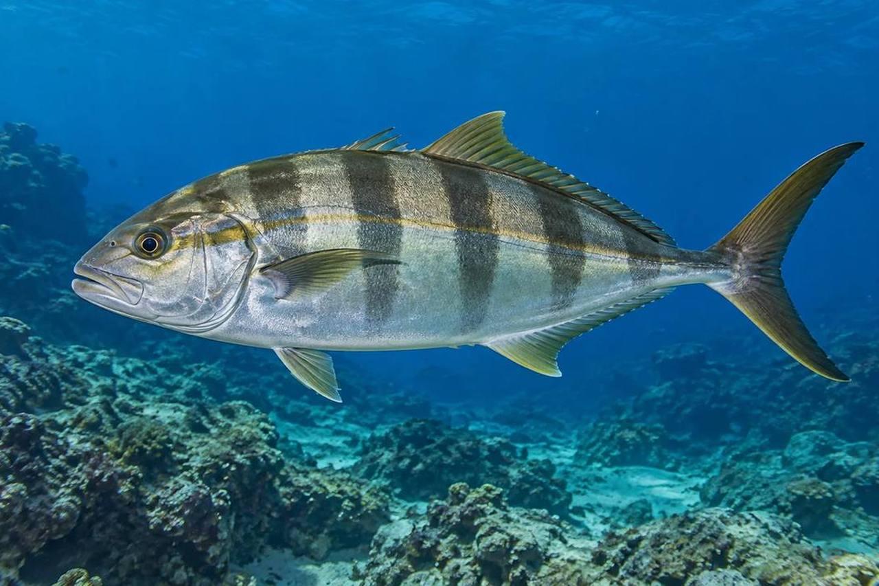 Banded Rudderfish