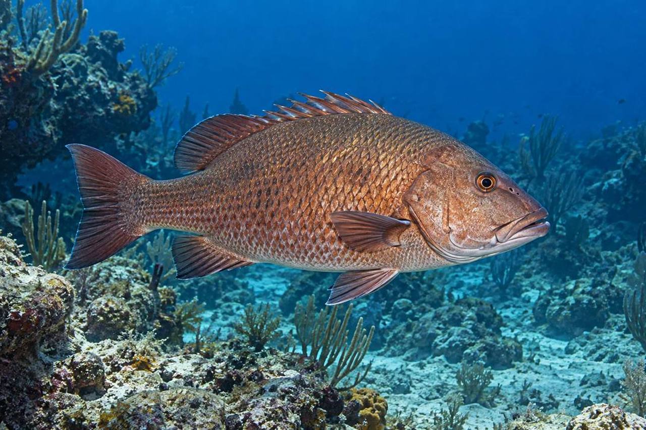 Cubera Snapper