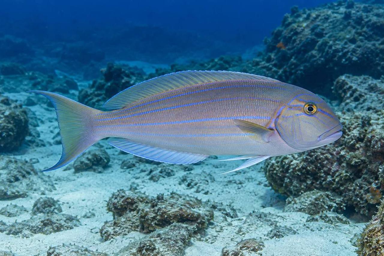 Blueline Tilefish