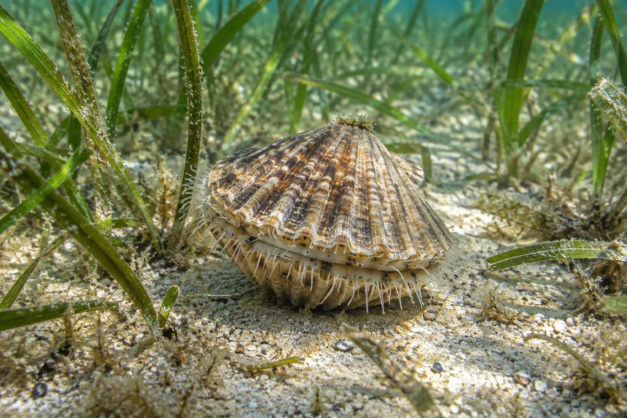 Bay Scallop
