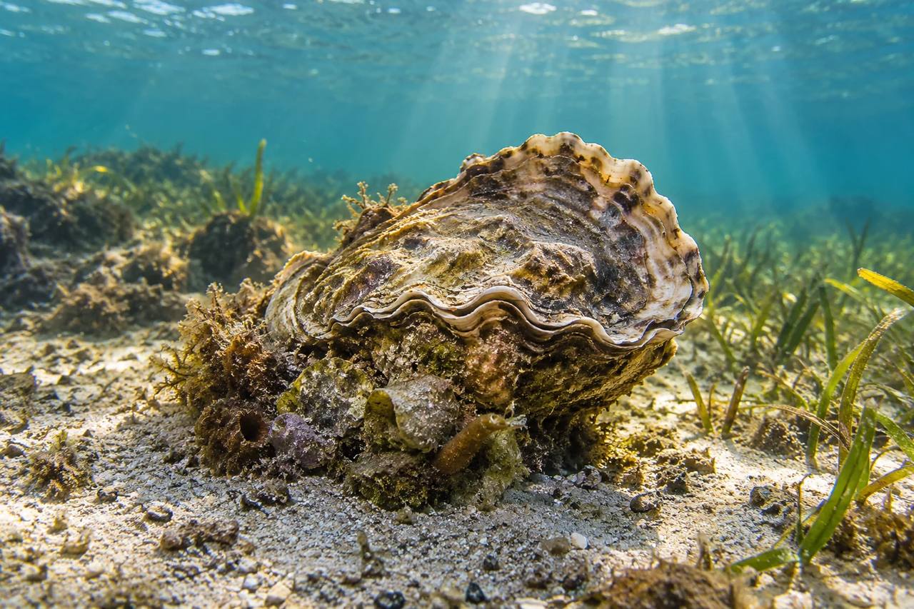 Eastern Oyster