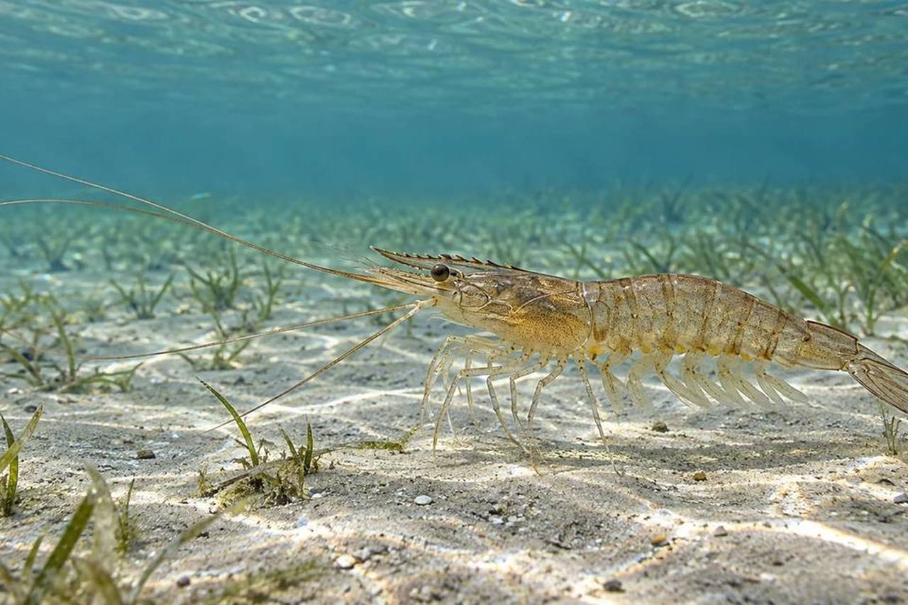 Brown Shrimp