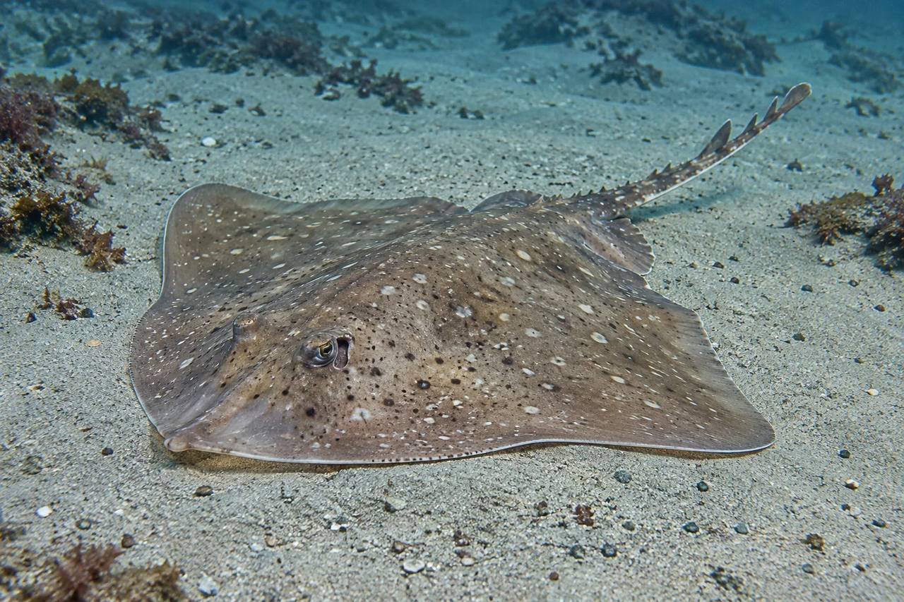 Barndoor Skate