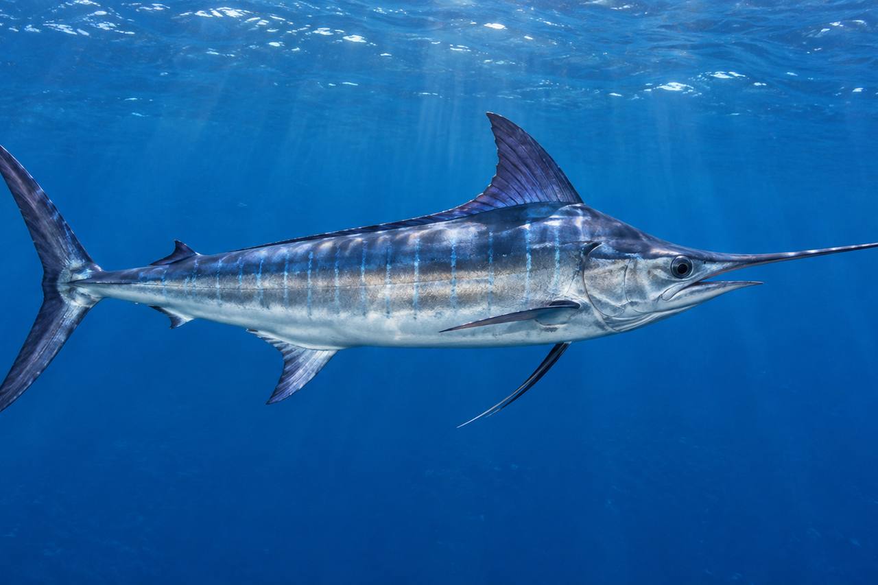 White Marlin