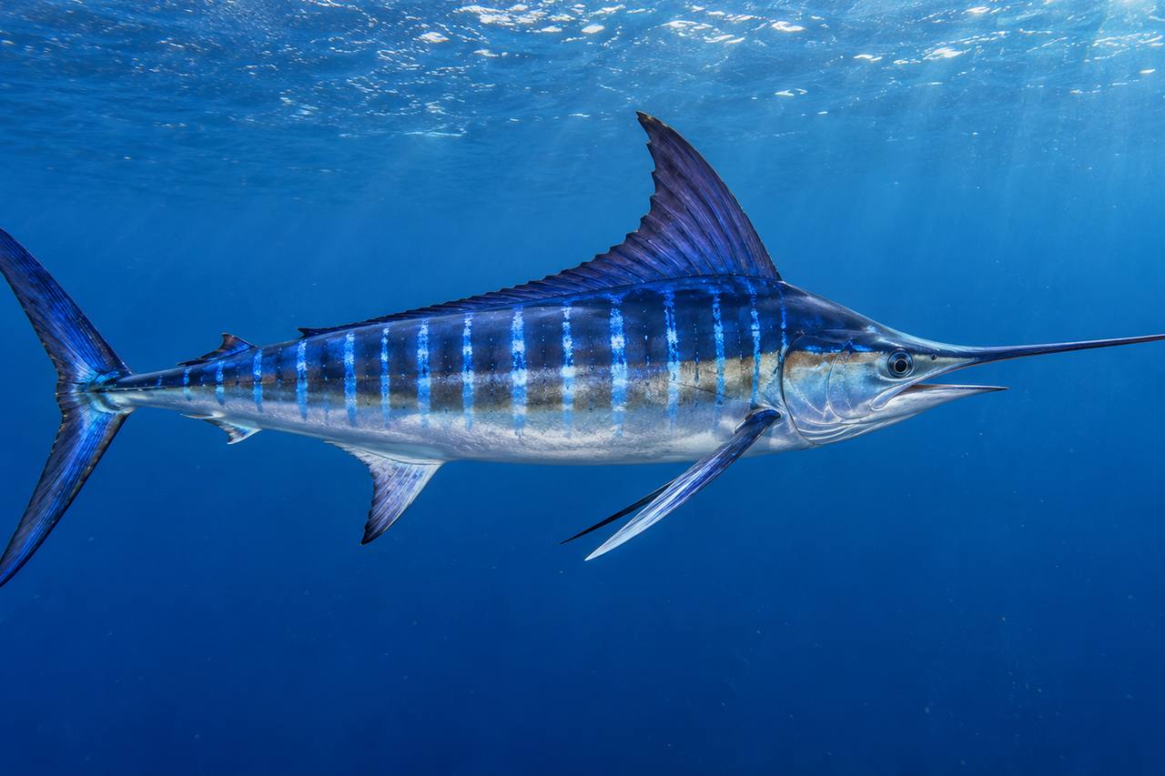 Striped Marlin
