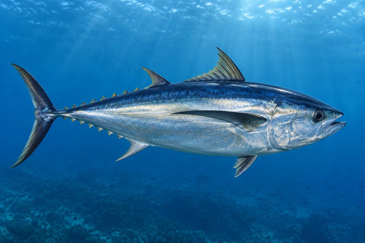 Albacore Tuna
