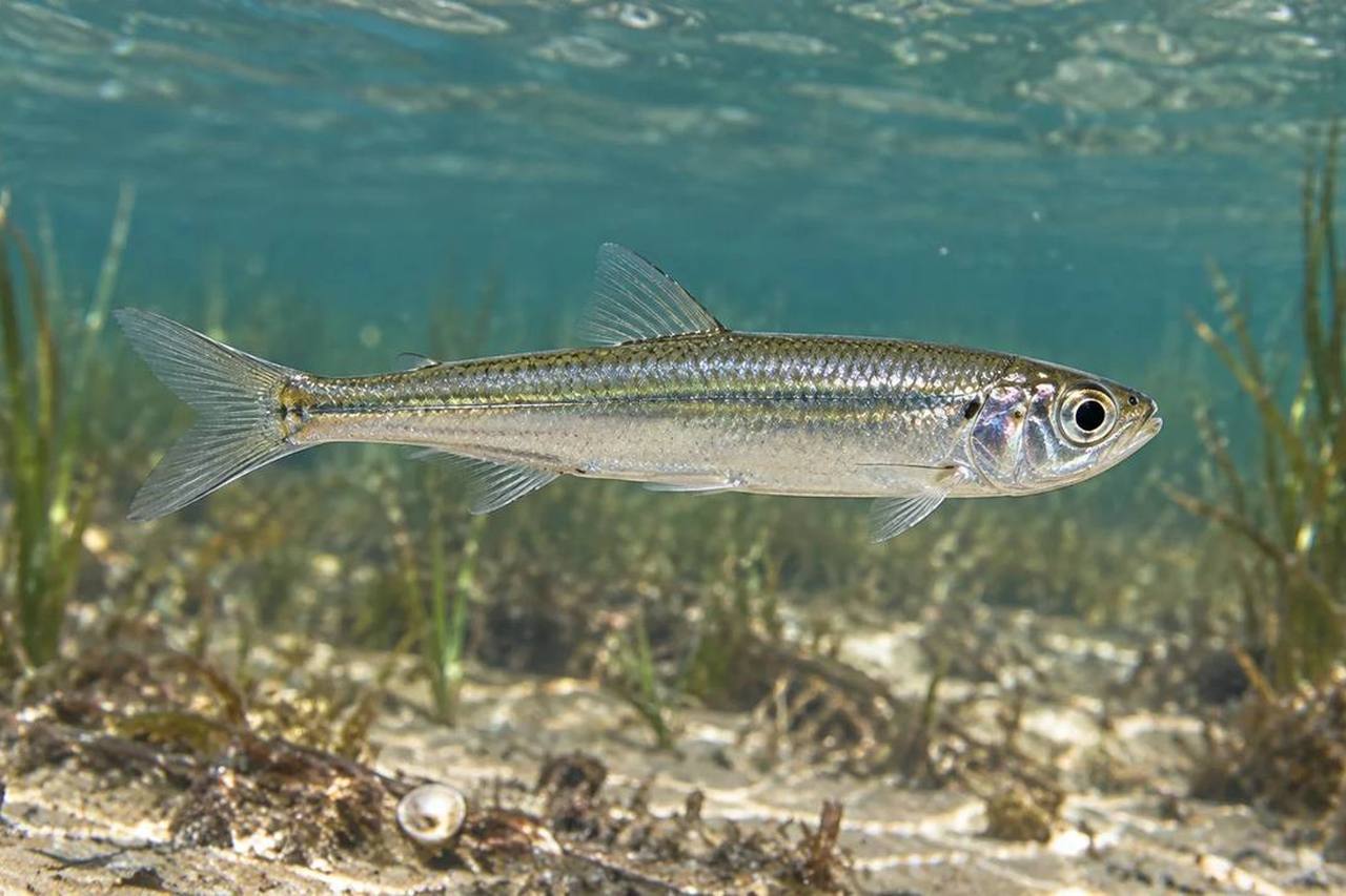 Bay Anchovy
